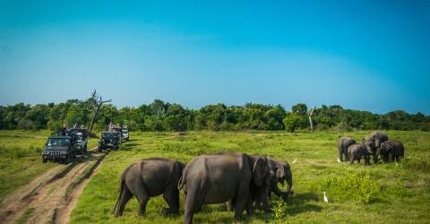 Minneriya National Park (1).jpeg