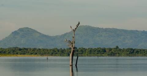 Minneriya National Park (3).jpeg