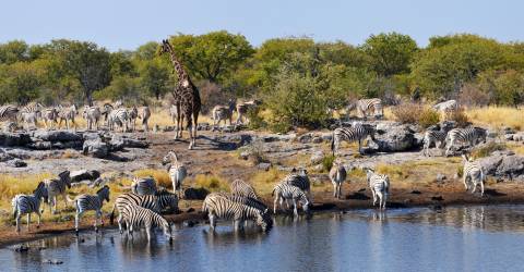 Namibia_Etosha_Dyr ved vandhul_139431993.jpeg