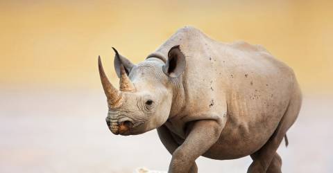 Namibia_Etosha_Næsehorn_25562979.jpeg
