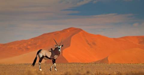 Sossusvlei (4).jpeg