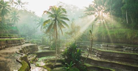 Ubud Bali (3).jpeg