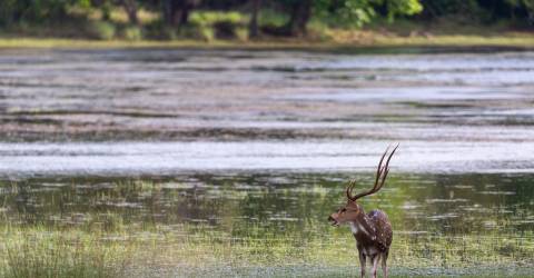 Wilpattu National Park (1).jpeg
