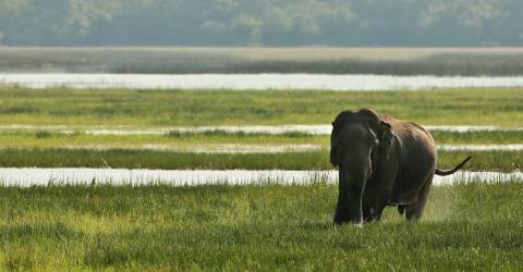 Wilpattu National Park (2).jpeg
