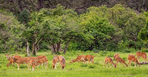 Wilpattu National Park (4).jpeg