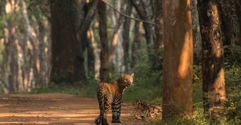 Wilpattu National Park (5).jpeg