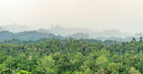 borneo generellt (1).jpeg