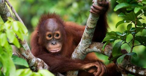 borneo generellt (3).jpeg