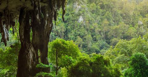borneo generellt (4).jpeg
