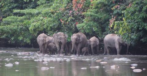 danum valley borneo (1).jpeg
