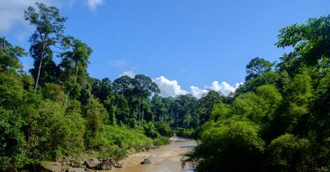 danum valley borneo (2).jpeg