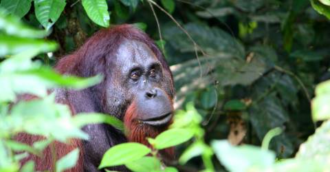 danum valley borneo (3).jpeg