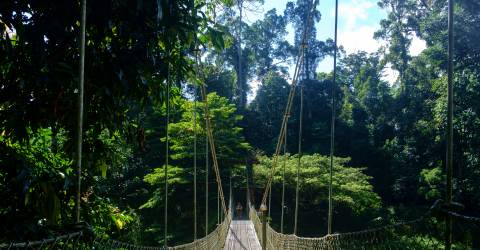 danum valley borneo (4).jpeg