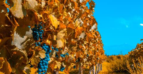 Mendoza, Argentina