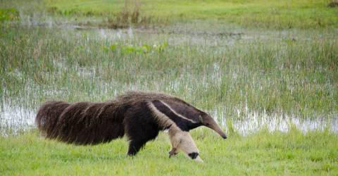 Brasilien: Imponerende vandfald, Pantanal og Amazonas