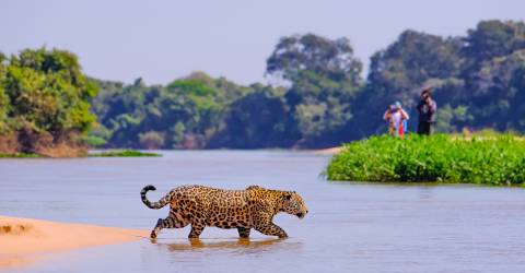 Brasilien: Imponerende vandfald, Pantanal og Amazonas