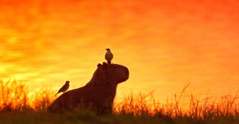 Brasilien: Imponerende vandfald, Pantanal og Amazonas