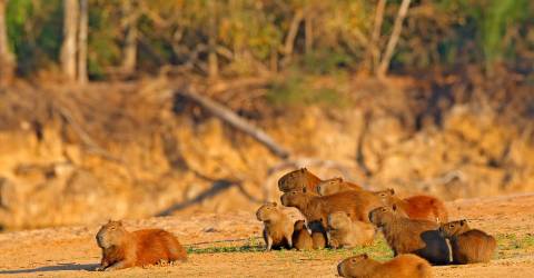 Brasilien: Imponerende vandfald, Pantanal og Amazonas