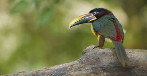 Brasilien: Imponerende vandfald, Pantanal og Amazonas