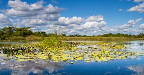 Brasilien: Imponerende vandfald, Pantanal og Amazonas