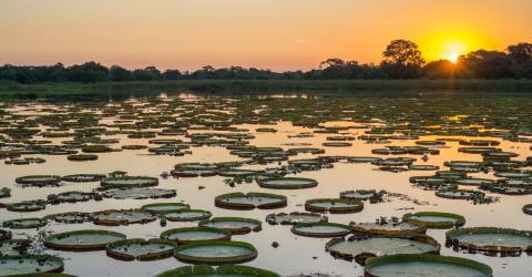 Brasilien: Imponerende vandfald, Pantanal og Amazonas