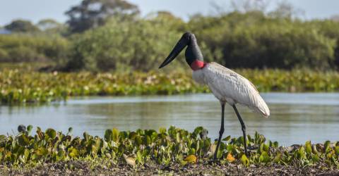 Brasilien: Imponerende vandfald, Pantanal og Amazonas