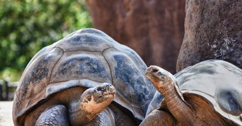 Galapagos: Naturens hemligheter