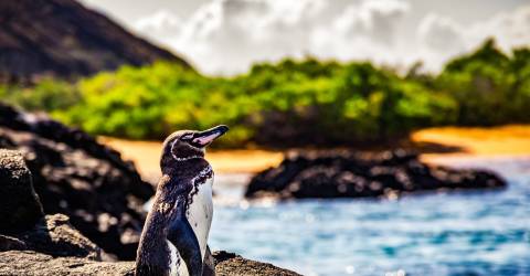 Galapagos: Naturens hemligheter
