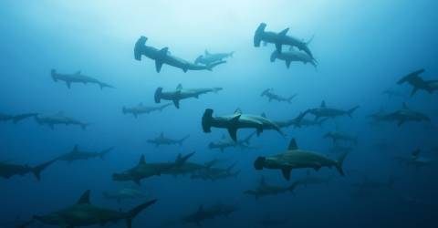 Galapagos: Naturens hemligheter