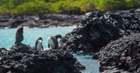 Ecuador: Galápagos djur och natur