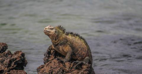 Ecuador: Galápagos djur och natur