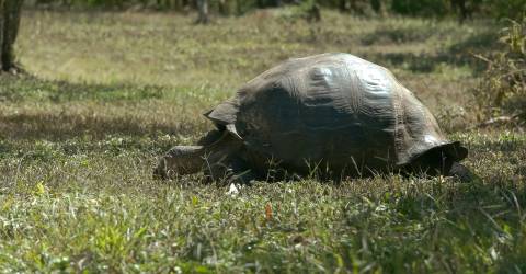Ecuador: Galápagos djur och natur