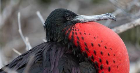 Ecuador: Galápagos djur och natur