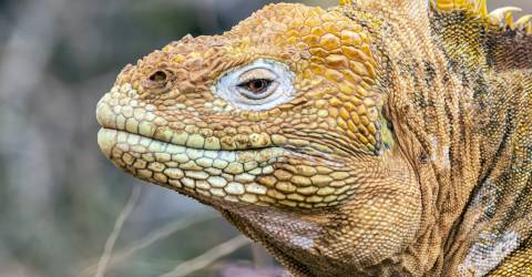 Ecuador: Galápagos djur och natur