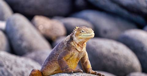 Ecuador: Galápagos djur och natur