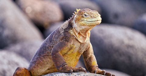 Ecuador: Galápagos safari og vulkaner
