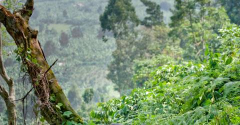 Rwanda och Kenya: Gorillor och safari