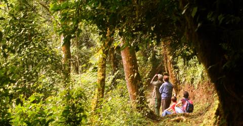 Rwanda och Kenya: Gorillor och safari