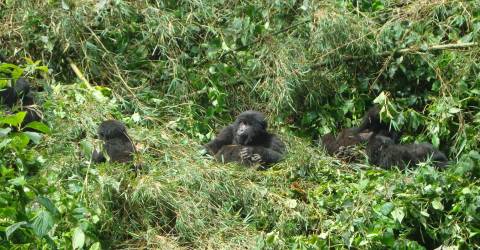 Gorillavandring i Rwanda