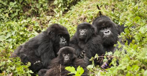 Rwanda och Kenya: Gorillor och safari