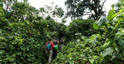 Gorillavandring i Rwanda