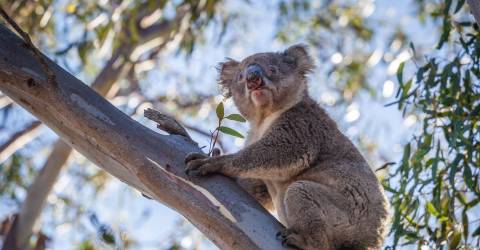 Södra Australiens höjdpunkter