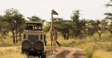 Safari i fantastiska Serengeti 