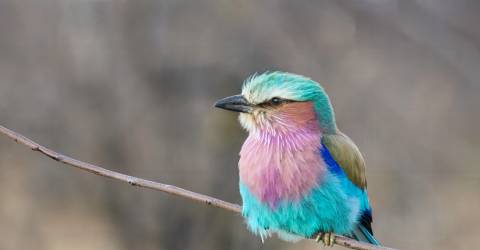 5 anledningar att besöka Botswana under den gröna säsongen