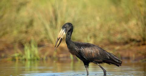 5 anledningar att besöka Botswana under den gröna säsongen