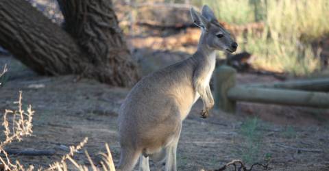 Roadtrip: Australiens Coral Coast