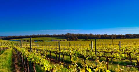 Roadtrip: Kulinariska Australien