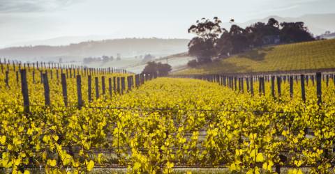 Roadtrip: Kulinariska Australien