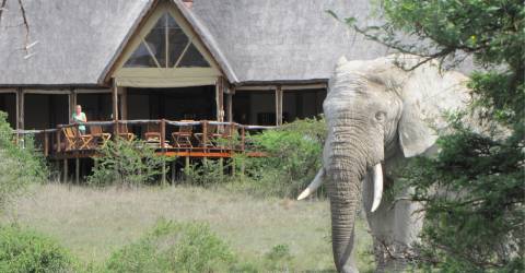 Safarihöjdpunkter i Sydafrika