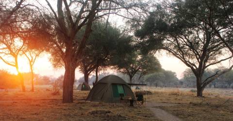 Kenya eller Tanzania: Vilken safari passar dig?